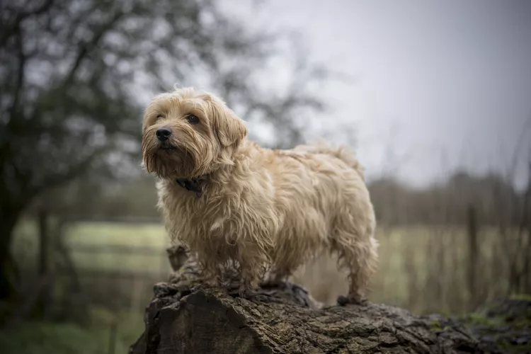 Norfolk Terrier: Dog Breed Characteristics & Care