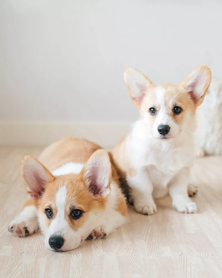 Fun Facts and Cute Photos of Corgi Puppies