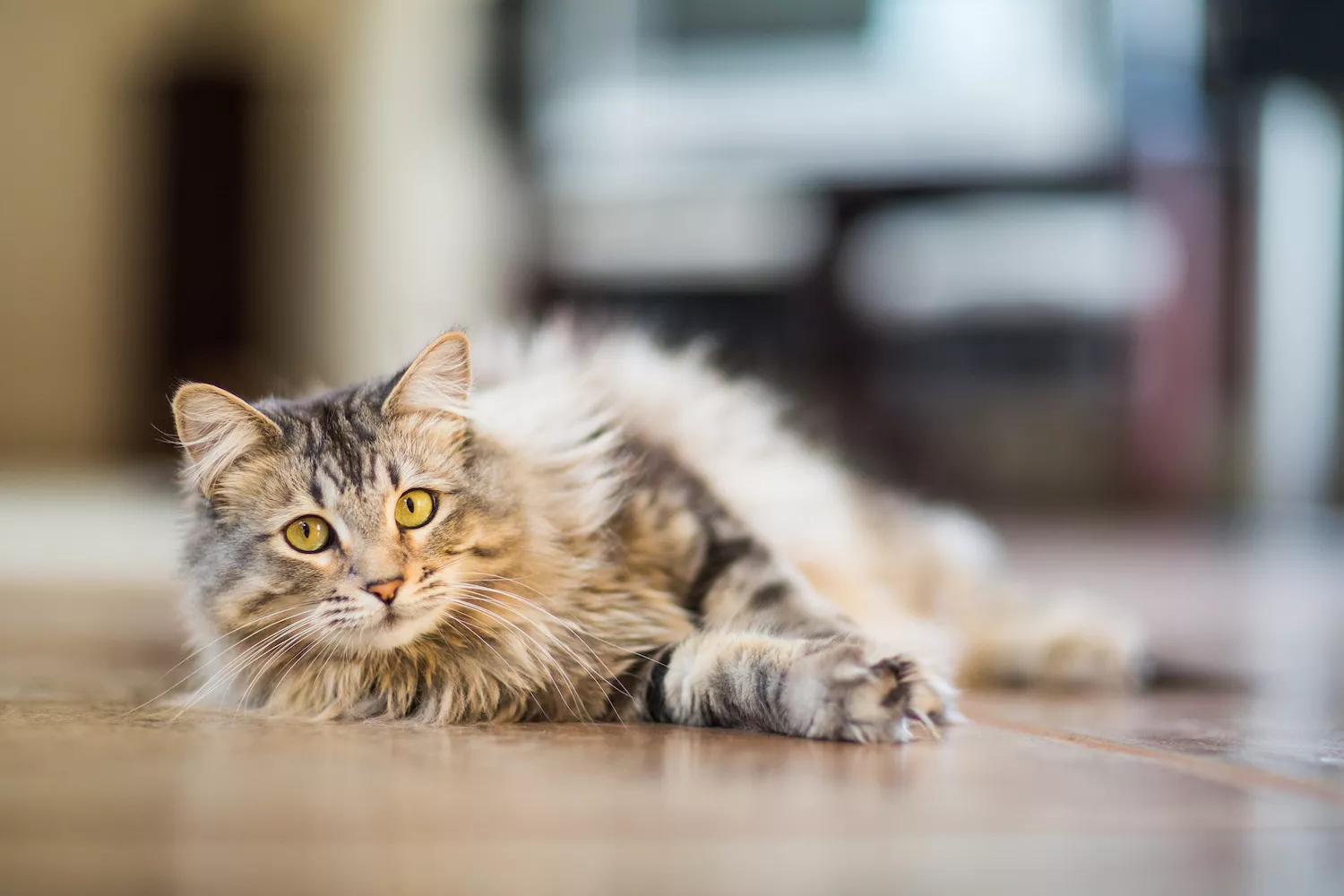 Litter Box Basics Every Cat Owner Should Know