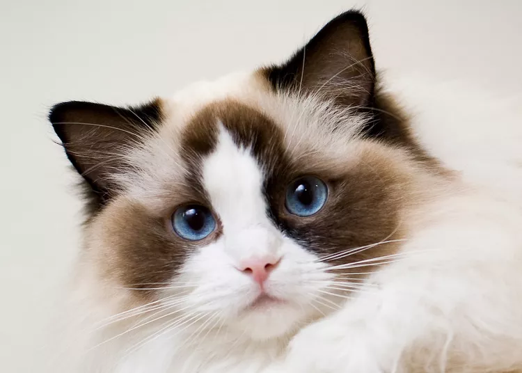 Ragdoll: Cat Breed Profile, Characteristics & Care