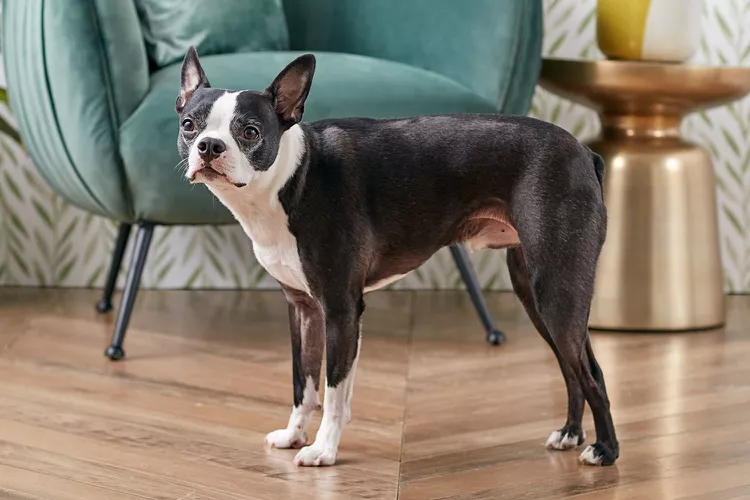 Boston Terrier: Dog Breed Characteristics & Care