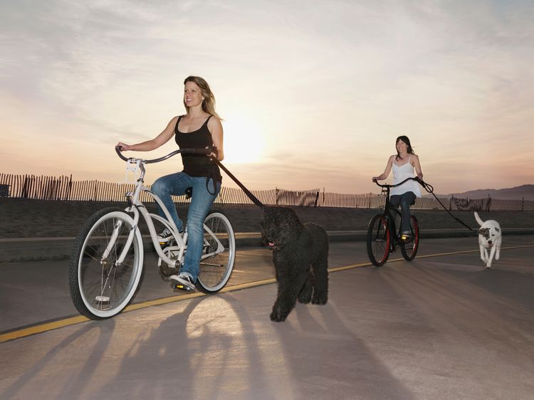 How to Train Your Dog to Run Next to a Bicycle