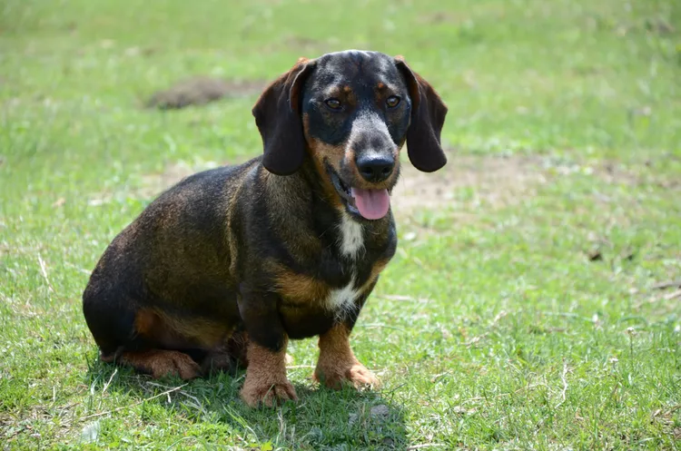 18 Scent Hound Breeds Who Follow Their Noses