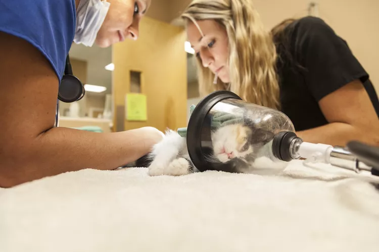 What You Need to Know About Anesthesia for Your Cat