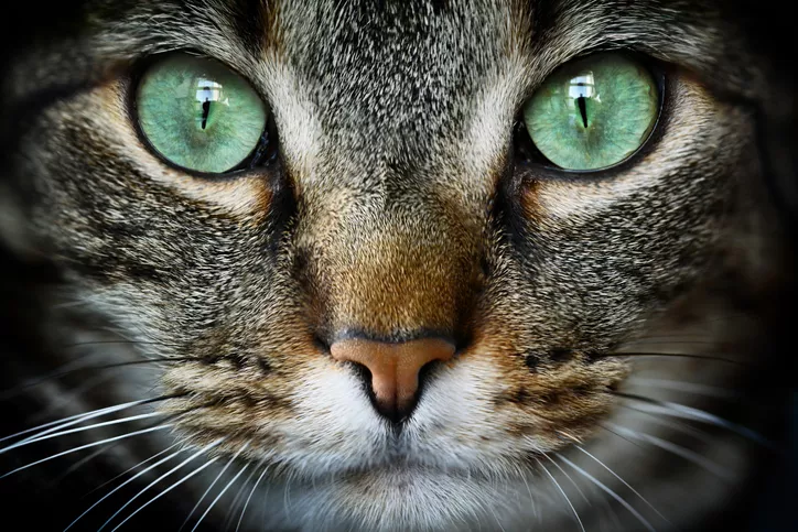 Can Cats See in the Dark?