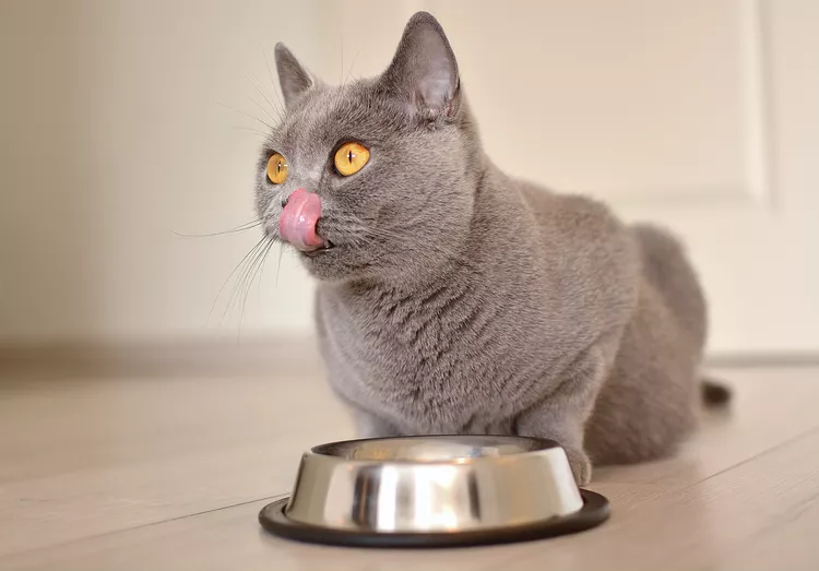 Best Diabetic Cat Foods and Tips on Feeding