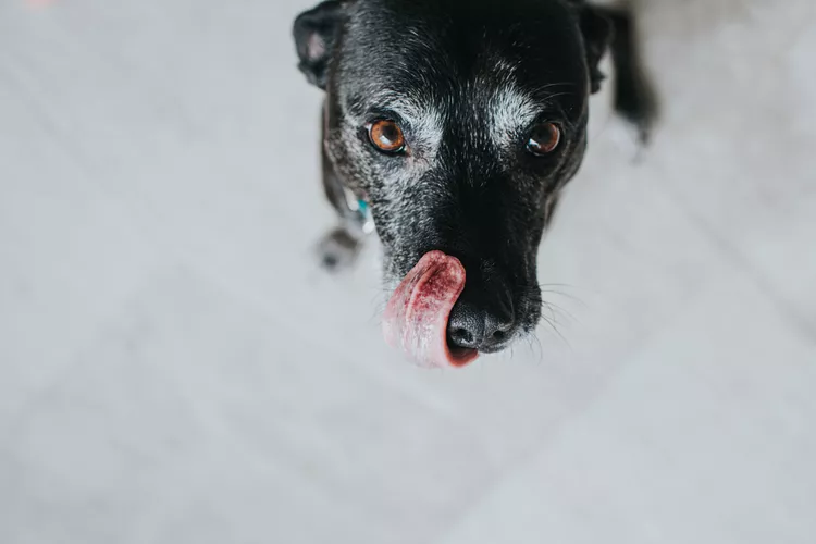 Can Dogs Eat Raw Chicken Feet?