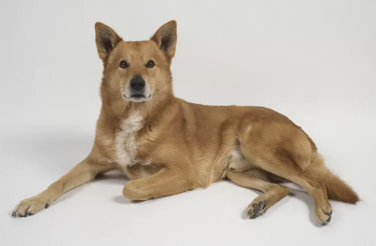 Canaan Dog: Breed Characteristics & Care