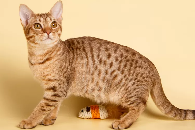 Ocicat: Breed Profile, Characteristics & Care