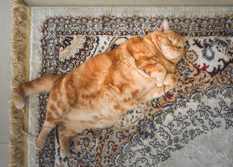 8 Ways To Help Your Cat Lose Weight