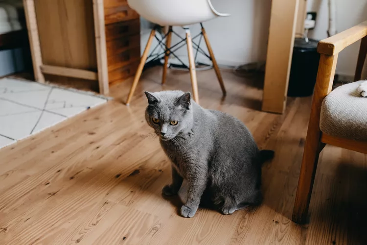 Is Your Apartment Big Enough for a Cat?