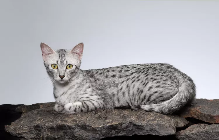 Egyptian Mau: Cat Breed Profile, Characteristics & Care