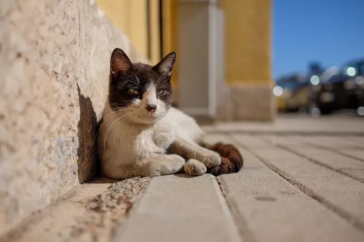 How to Tame a Feral Cat