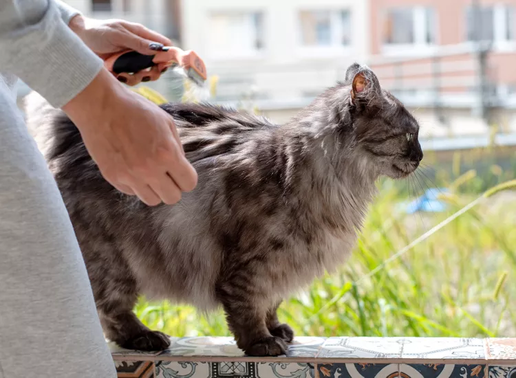 How to Painlessly Get Mats Out of Your Cat's Fur