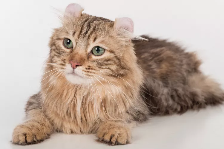 American Curl: Cat Breed Profile, Characteristics & Care