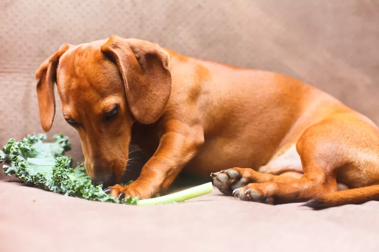 Can Dogs Eat Kale?