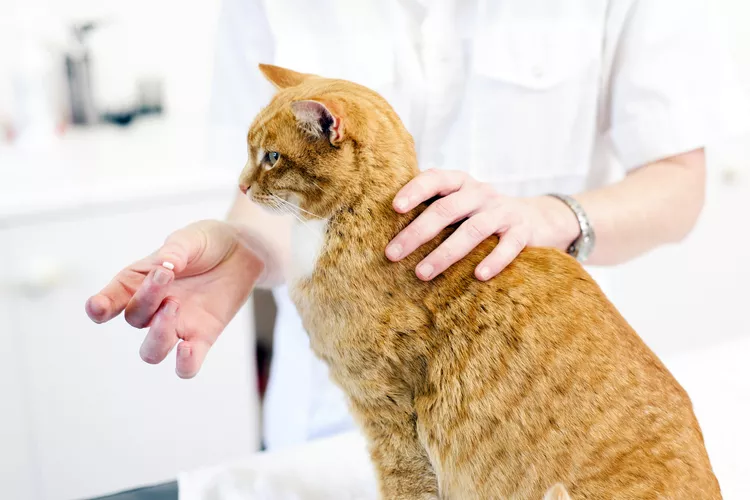 How to Safely Give Your Cat a Pill