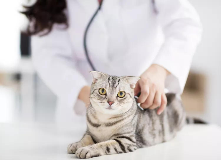 Hyperlipidemia in Cats