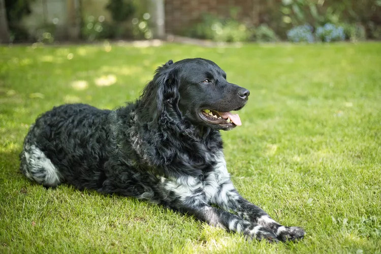 Wetterhoun: Dog Breed Characteristics & Care