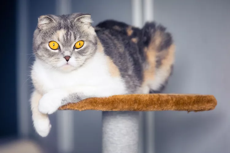 10 Amazing Cat Trees You Have to See