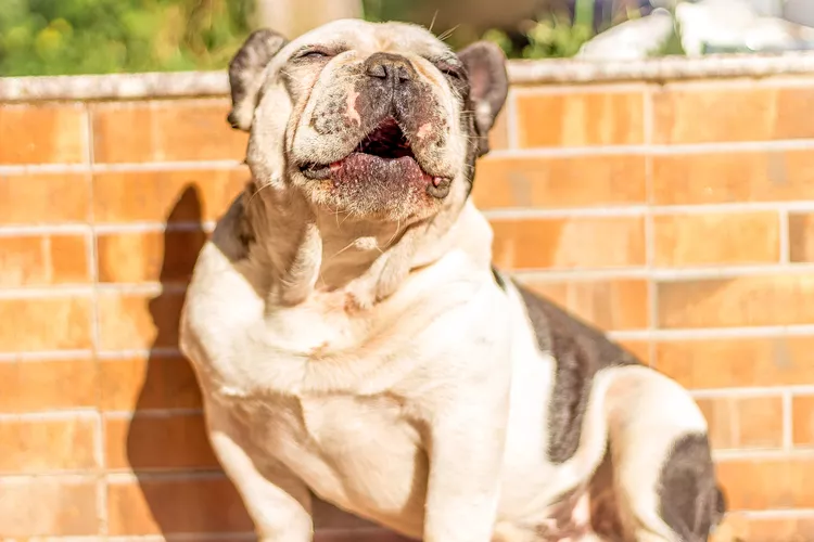 Why Do Dogs Howl at Sirens?