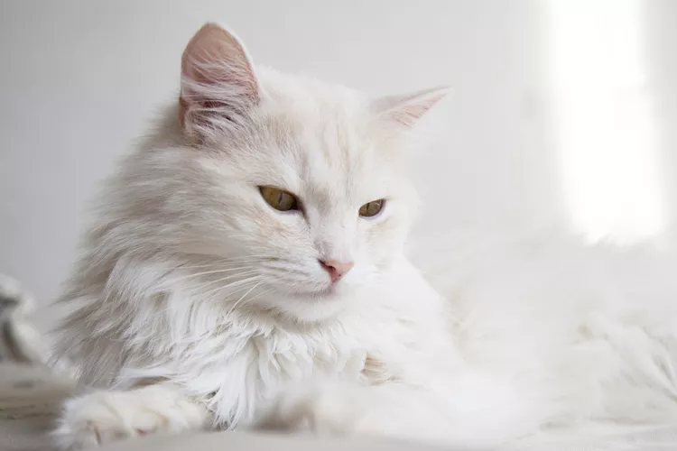 What Is the Difference Between Cat Hair and Fur?