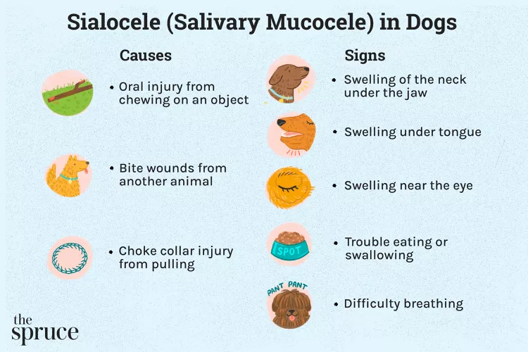 Salivary Mucocele in Dogs