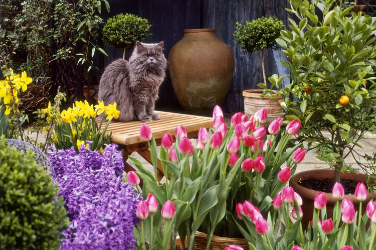 Common Garden Plants That Are Toxic to Cats