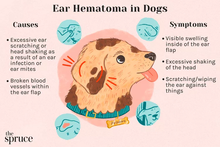 Why Is My Dog’s Ear Swollen? Causes and Treatment of Ear Hematoma