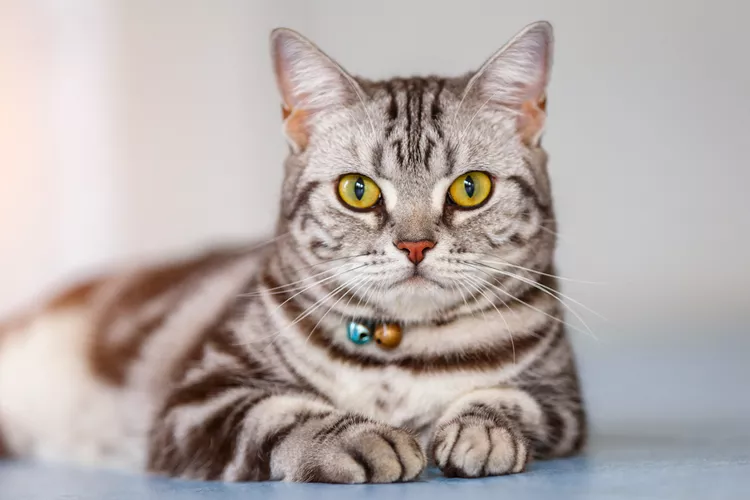 American Shorthair: Cat Breed Profile, Characteristics & Care