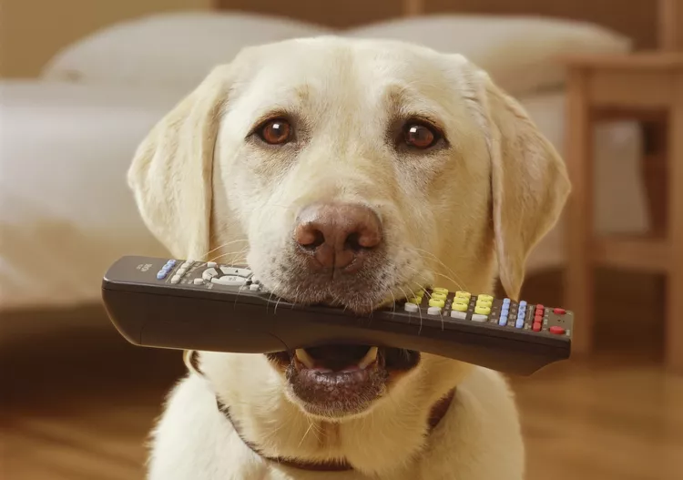 What to Do if Your Dog Ate a Battery