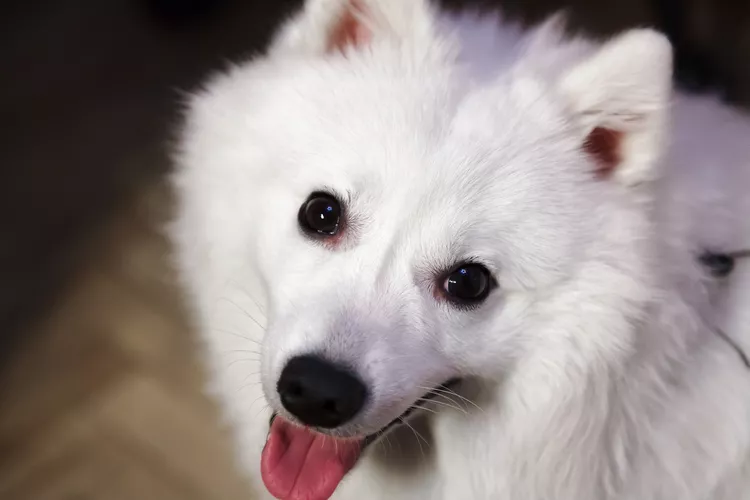 Japanese Spitz: Dog Breed Characteristics & Care