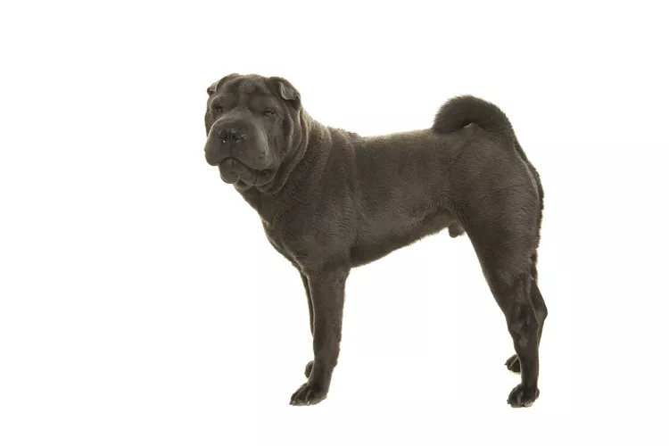 Shar-Pei: Dog Breed Characteristics & Care