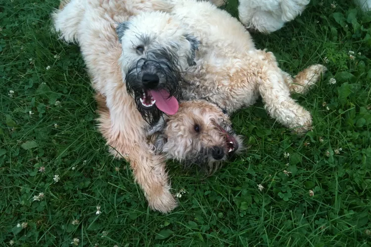 Otterhound: Dog Breed Characteristics & Care