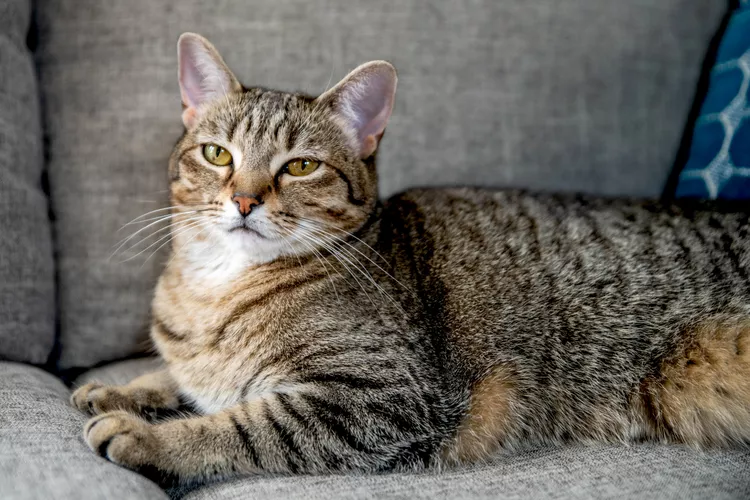 Tabby Cat: Breed Profile, Characteristics & Care