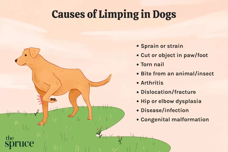 Why Is My Dog Limping?