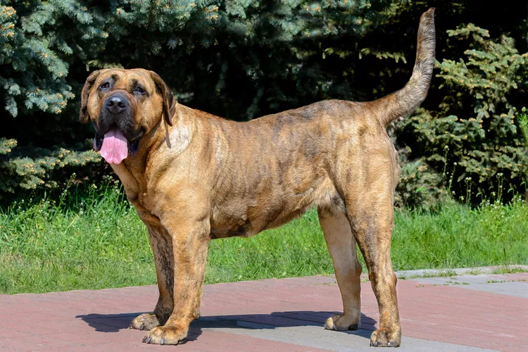 Perro de Presa Canario: Dog Breed Characteristics & Care