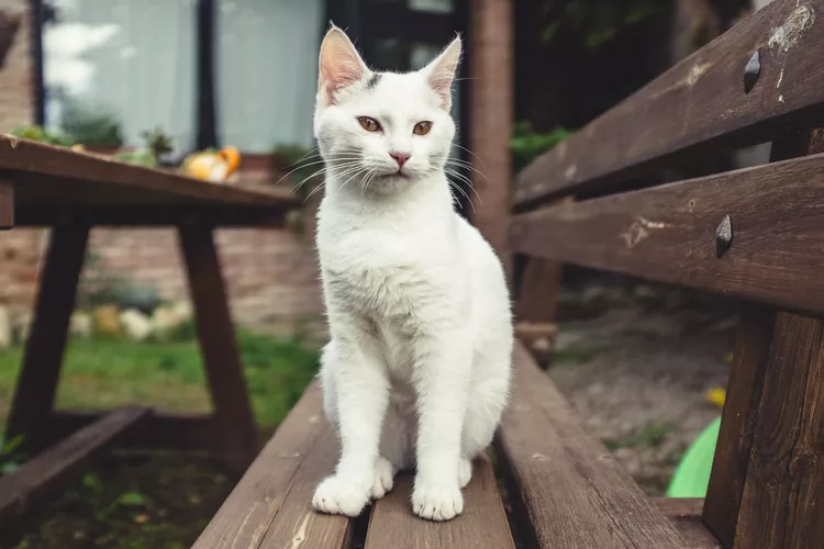 What to Do if You Found a Lost Cat