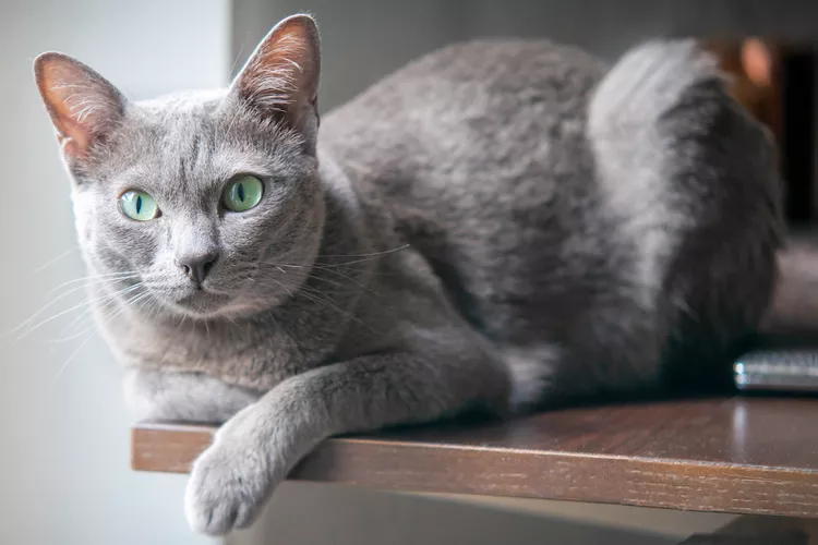 Korat: Cat Breed Profile, Characteristics & Care 