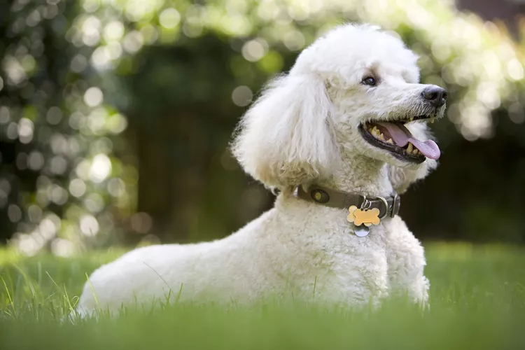 Poodle: Dog Breed Characteristics & Care