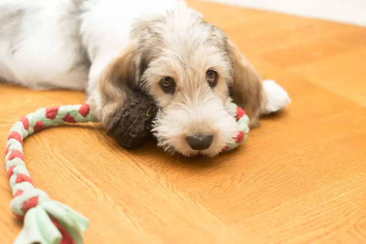 Grand Basset Griffon Vendéen: Breed Characteristics & Care