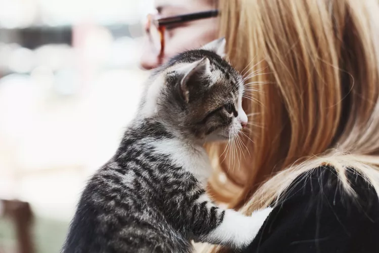 Why Does My Cat Lick My Hair? Reasons Why Your Feline Likes to Groom You