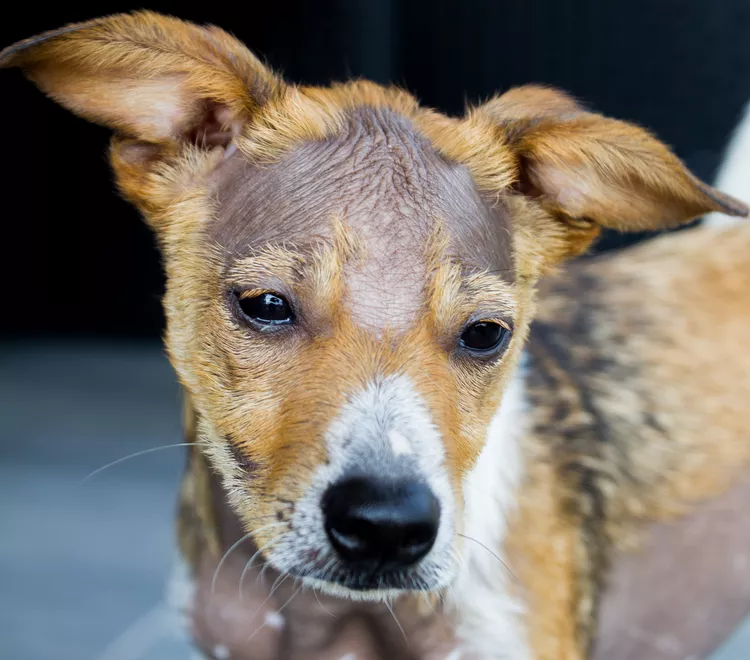 Alopecia in Dogs