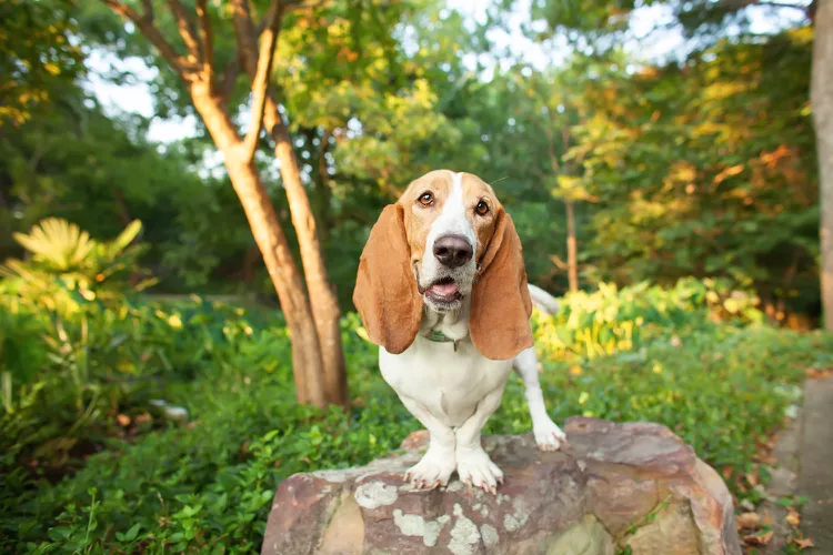 Basset Hound: Dog Breed Characteristics & Care