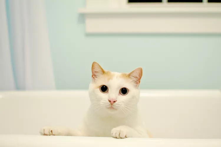 What to Do if Your Cat Is Peeing in the Bathtub