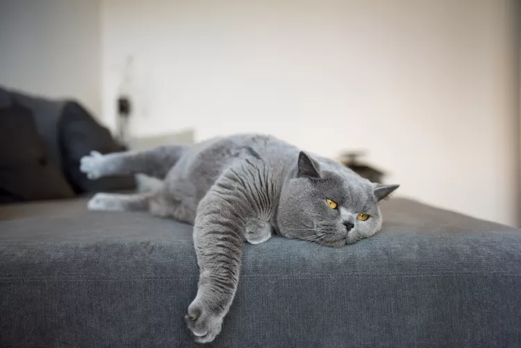 Lethargy in Cats