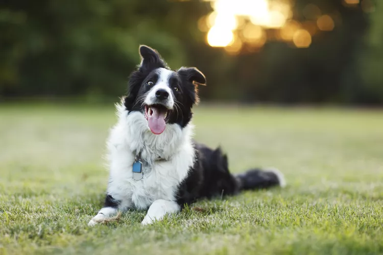 Can Ivermectin Be Given to Collies?