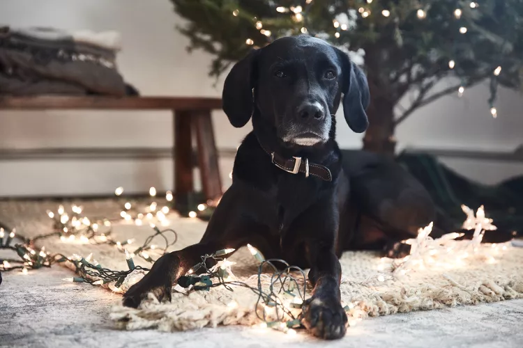 Are Christmas Trees Poisonous to Cats and Dogs?