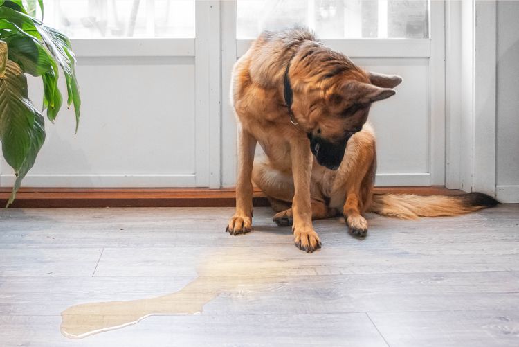 Why Do Dogs Pee When They're Excited or Fearful?